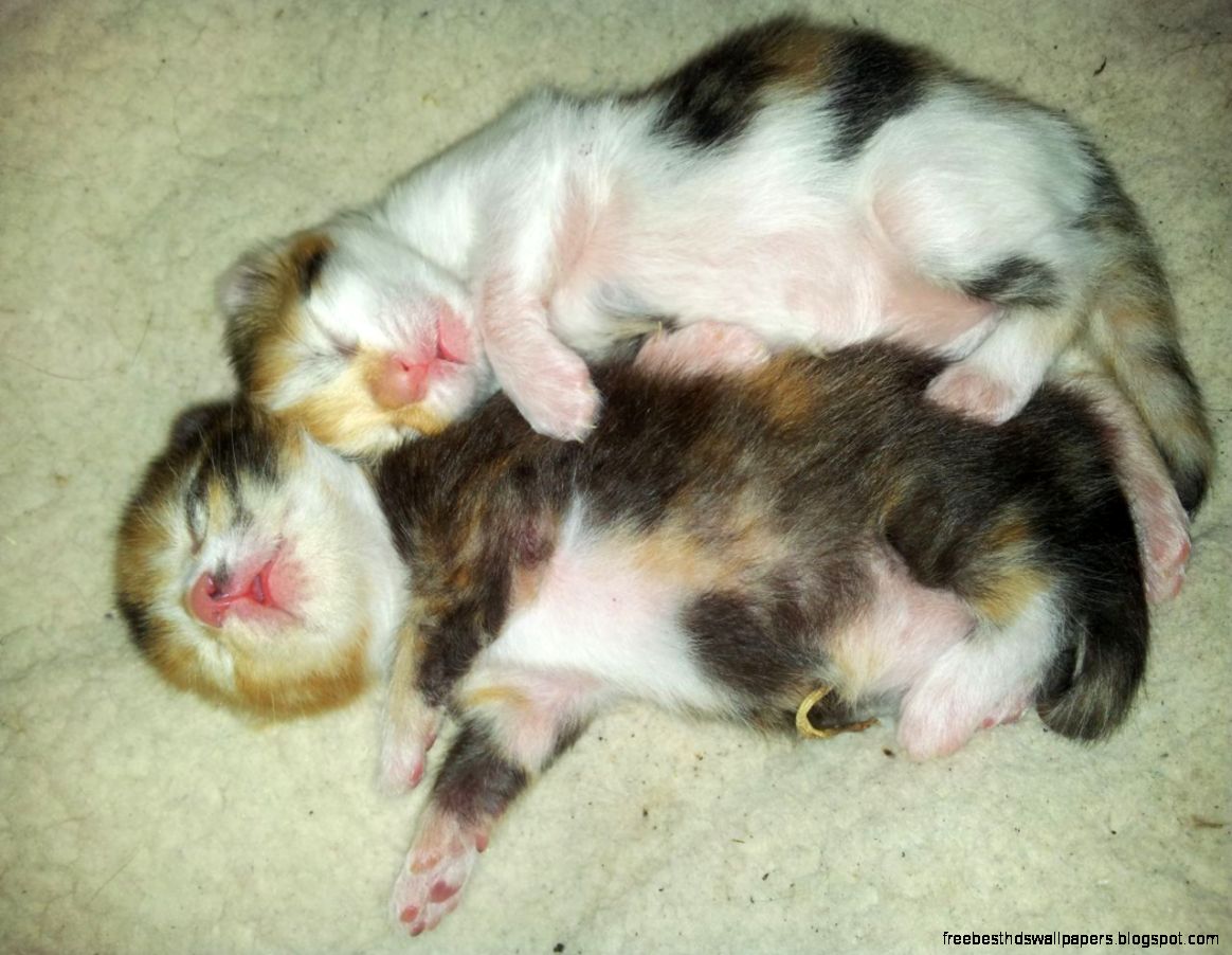 Beautiful Cute Kittens for Sale Beautiful Cute Kittens for Sale