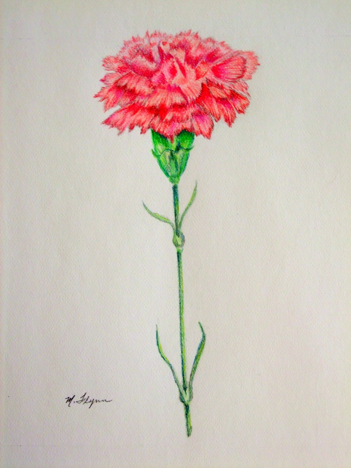 My Artbox: "Carnation" 9x12 Colored Pencil Study on Strathmore Pastel Paper