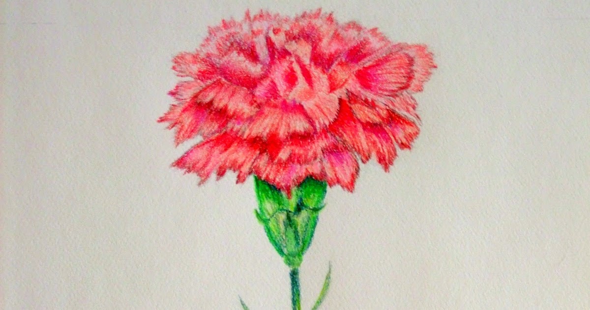 My Artbox "Carnation" 9x12 Colored Pencil Study on Strathmore Pastel Paper