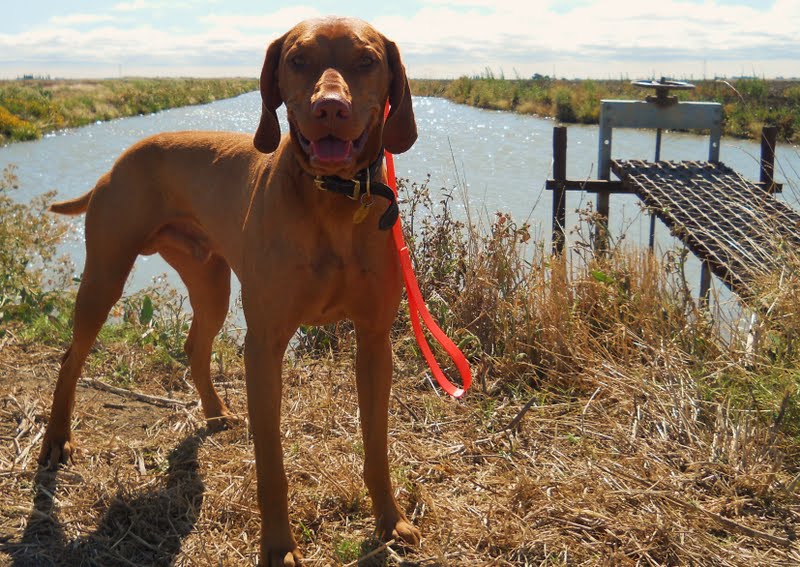 redbirddog a hungarian pointer (vizsla) blog Vizsla Hunt and Field