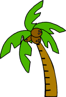 Most Americans think of coconuts on the coconut tree like this: