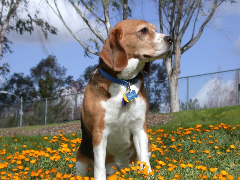 The dog in world Beagle dogs