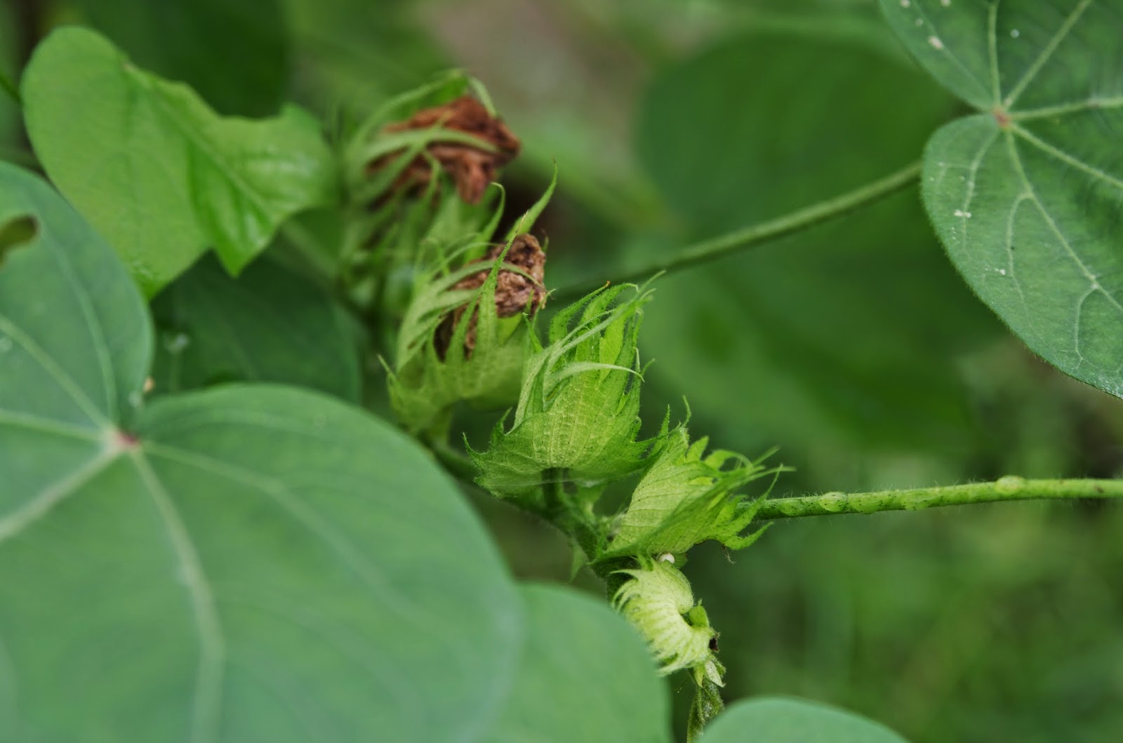 Trees and Plants Cotton Tree