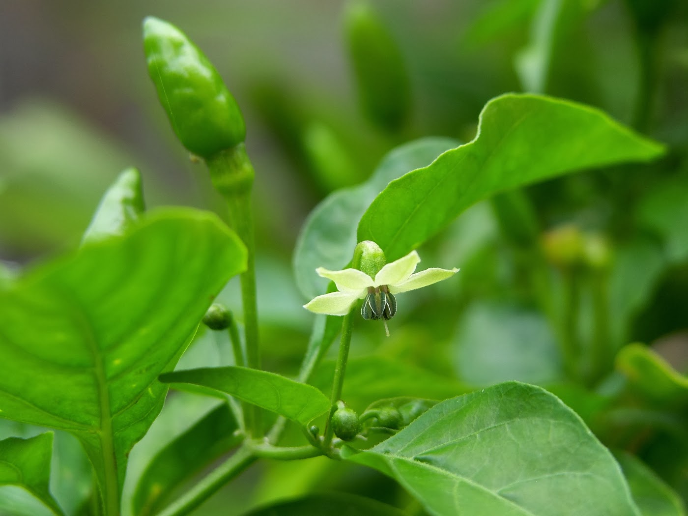 Photos by Robert Brent