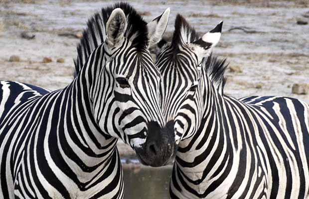 Very Sweet and Cute Animals: Cute zebra pictures