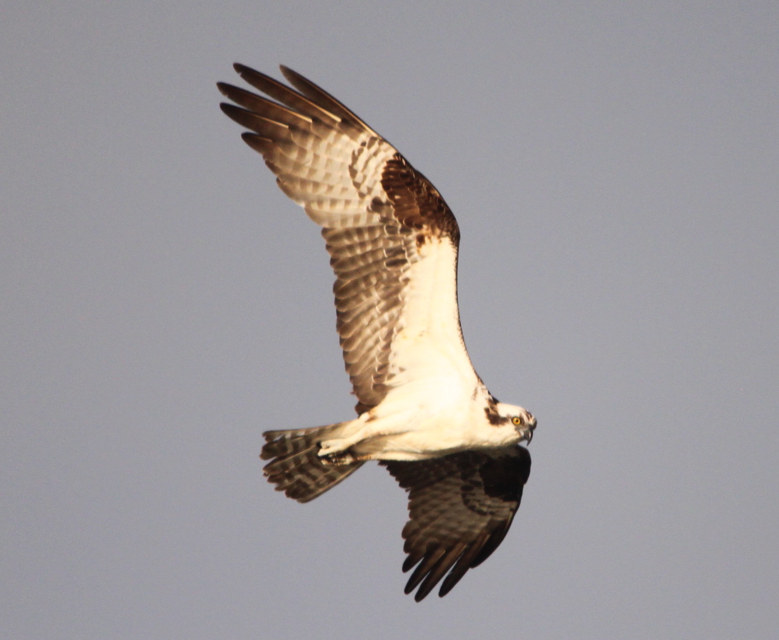 ThreeMonthOld Ospreys Leave the Nest Nature on the Edge of New York
