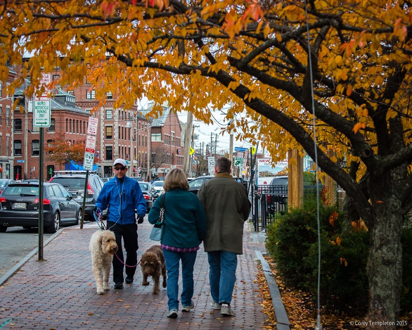 Portland, Maine USA October 2015 Commercial Street trees in the autumn with yellow leaves. Photo by Corey Templeton.