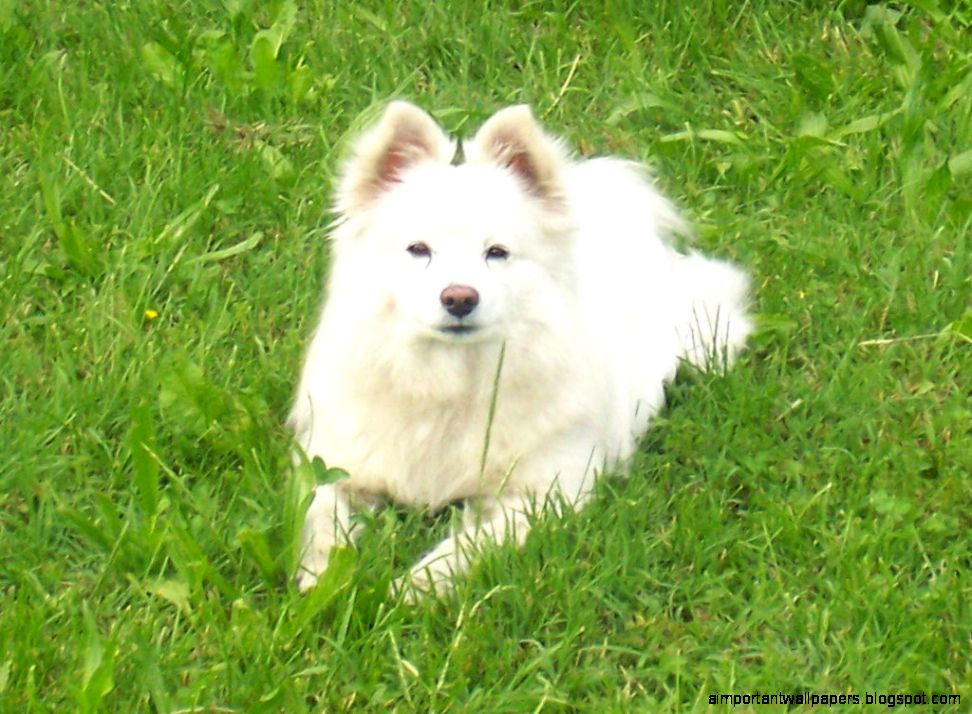 All Small Dogs images Volpino wallpaper photos 15280359 All Small Dogs images Volpino wallpaper photos 15280359