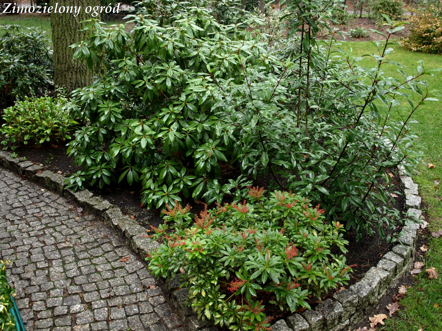 Ogrodkroton Pl Pieris Japonski Mountain Fire Pieris Japonica