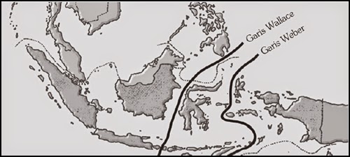 Fauna tipe Asiatis, Fauna tipe Peralihan dan Fauna tipe