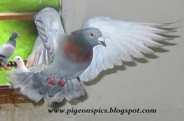 Pigeon Pigeon