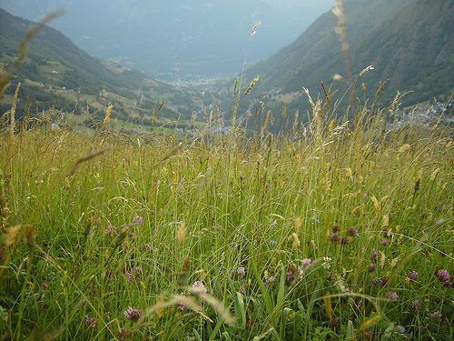 french fields