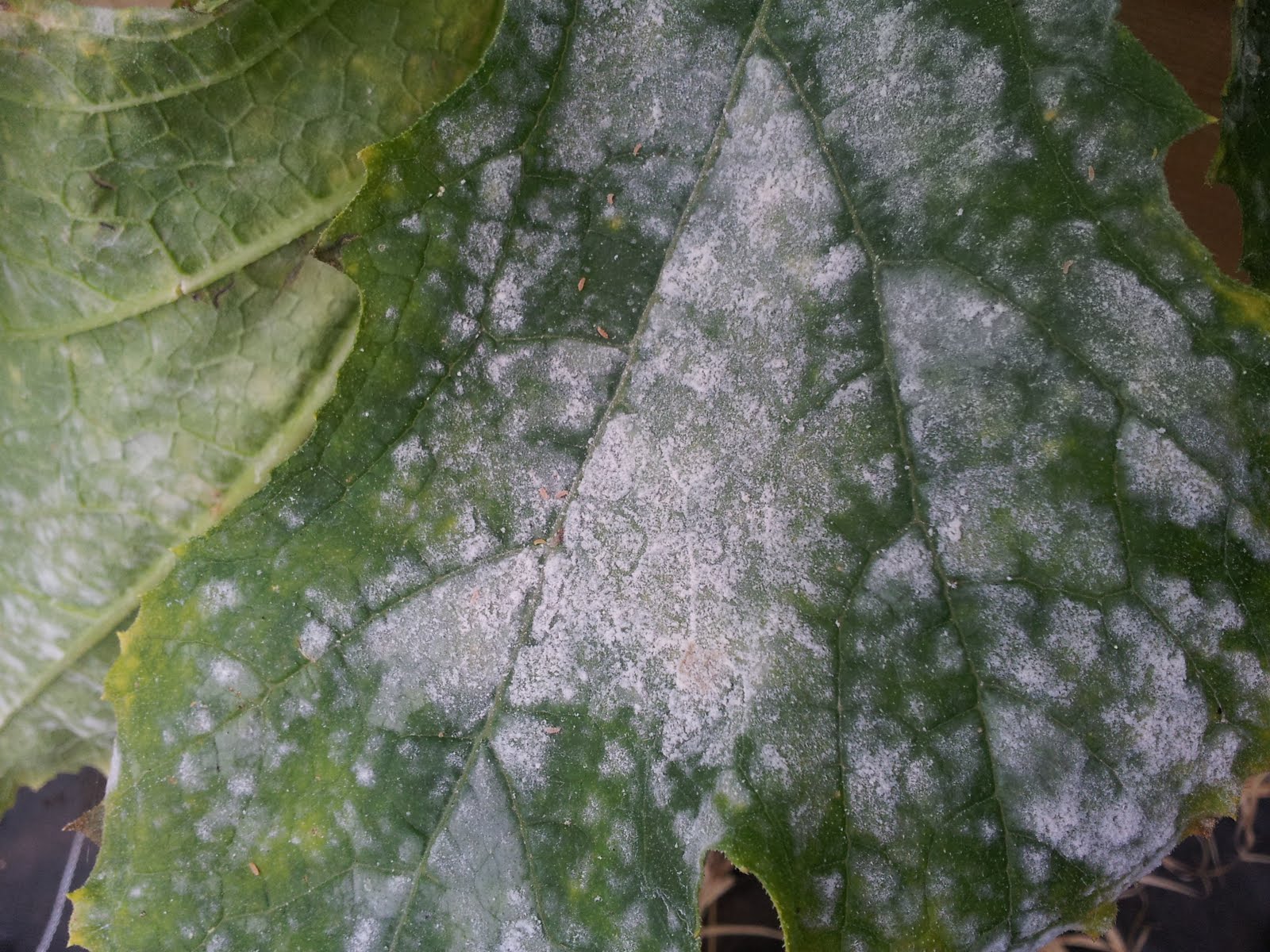 How to Treat Powdery Mildew Without Chemicals