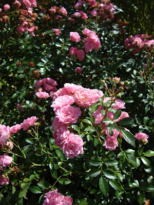 Roses Du Jardin Cheneland