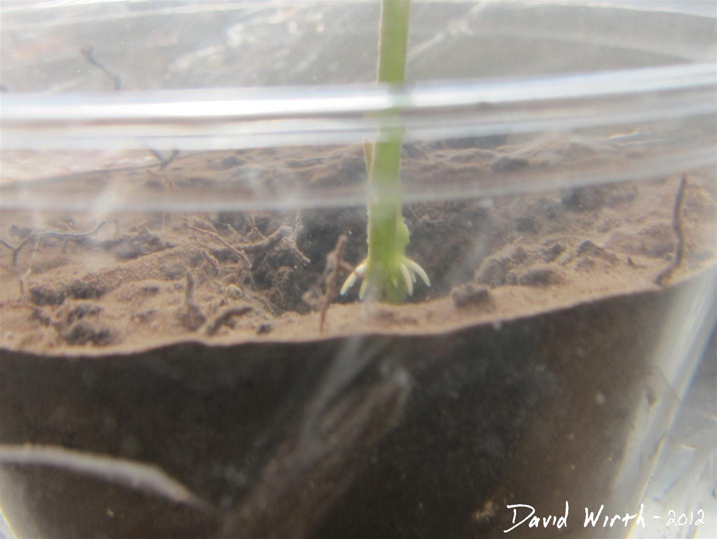 How to Grow a Lotus Plant Indoors from a Seed