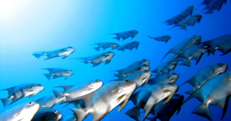 Fish Shoal Wallpapers | Wallpapers Box