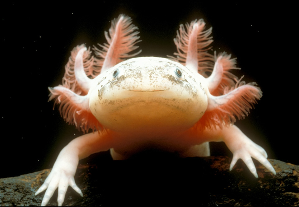 axolotes axolotes