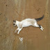 Morte cruel de gatos assusta moradores da Praça Cruzeiro.