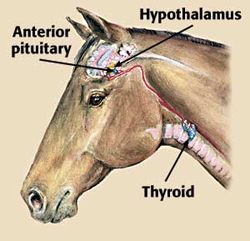 Horse Life and Love: All About The Endocrine System