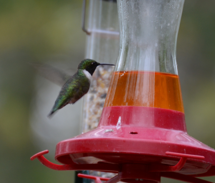 Ohio Birds and Biodiversity Hummingbirds early to return, or not?