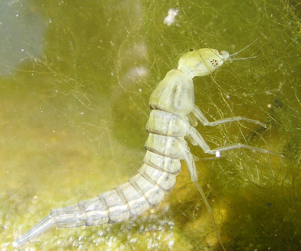 Dragonfly+nymph+eating