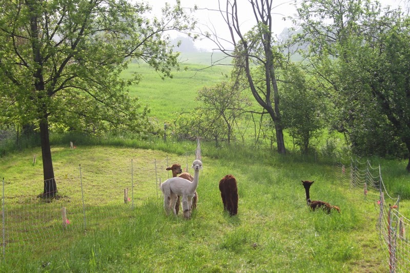 Alpacas grazing in the orchard