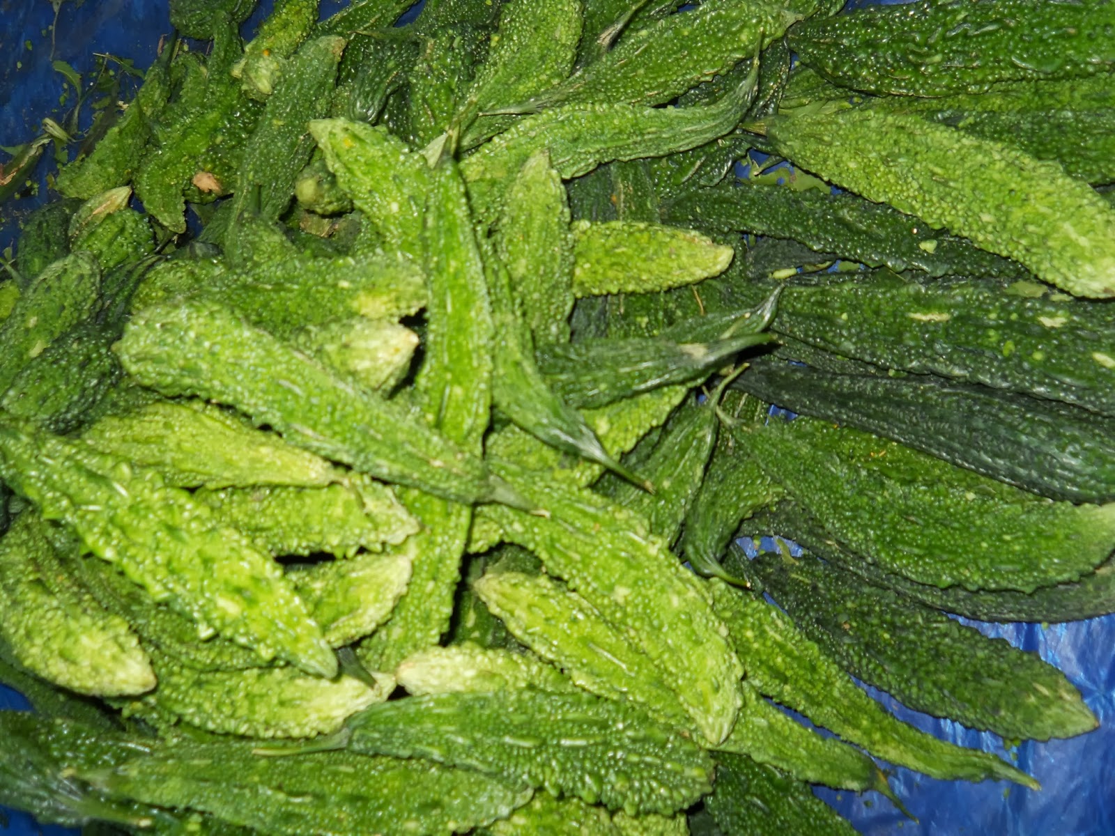 Bitter Gourd Aadhya Empowering Women