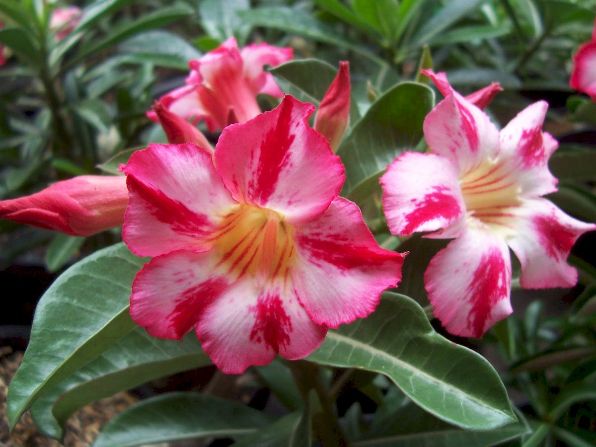 How to Plant Adenium Flower The Information Of Plants