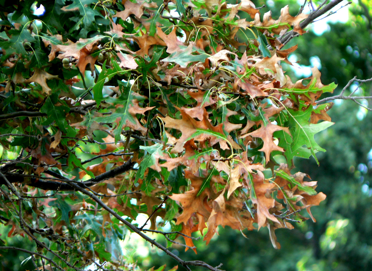 University of Illinois Plant Clinic Bacterial Leaf Scorch Testing at
