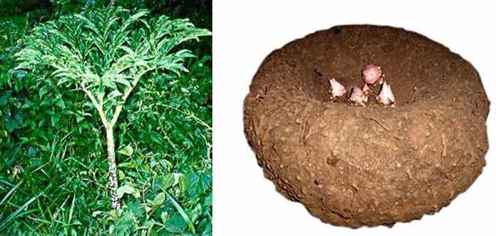 Cooking in Cochin Amorphophallus campanulatus