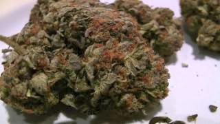camarão da maconha bonguru rockstar atual campeã da copa cannabis