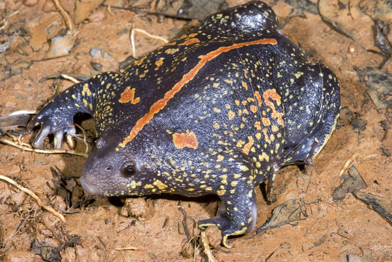 Mexican Burrowing Toad