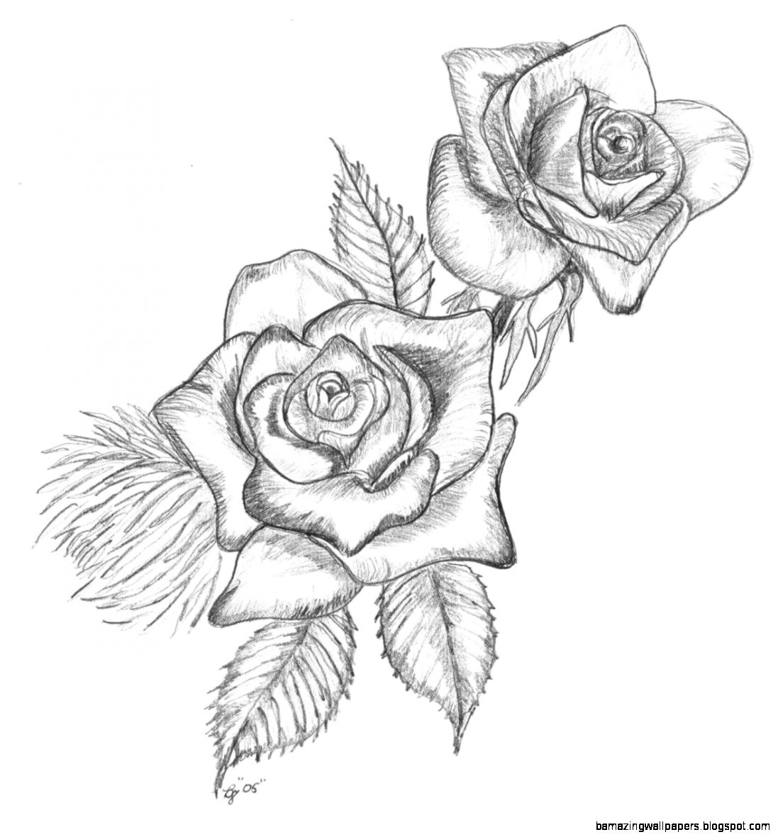 Roses Drawings Roses Drawings