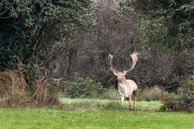 A Fallow stag in the rutting season at Margam Park in Wales by Martyn Ferry Photography