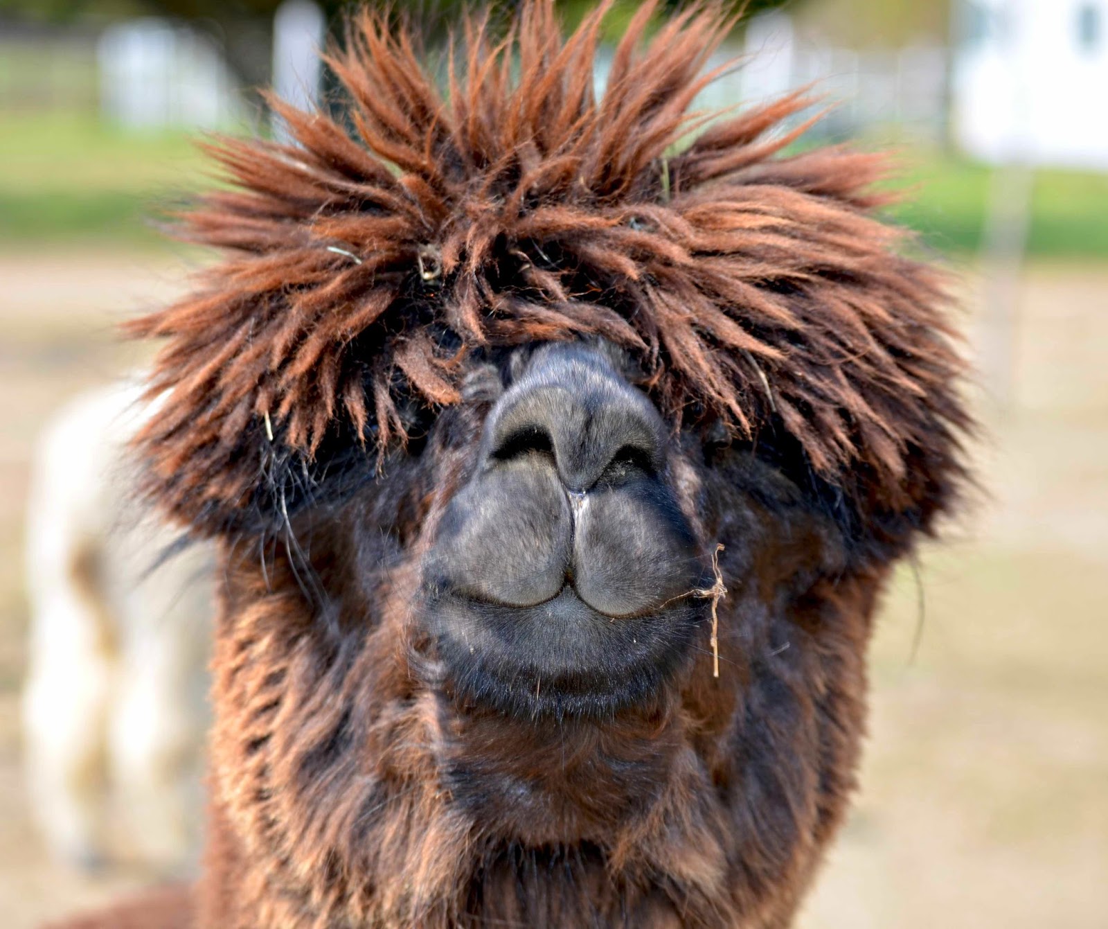 BarnBugStudio ALPACA SHEARING DAY 2014