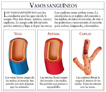 Vasos sanguíneos