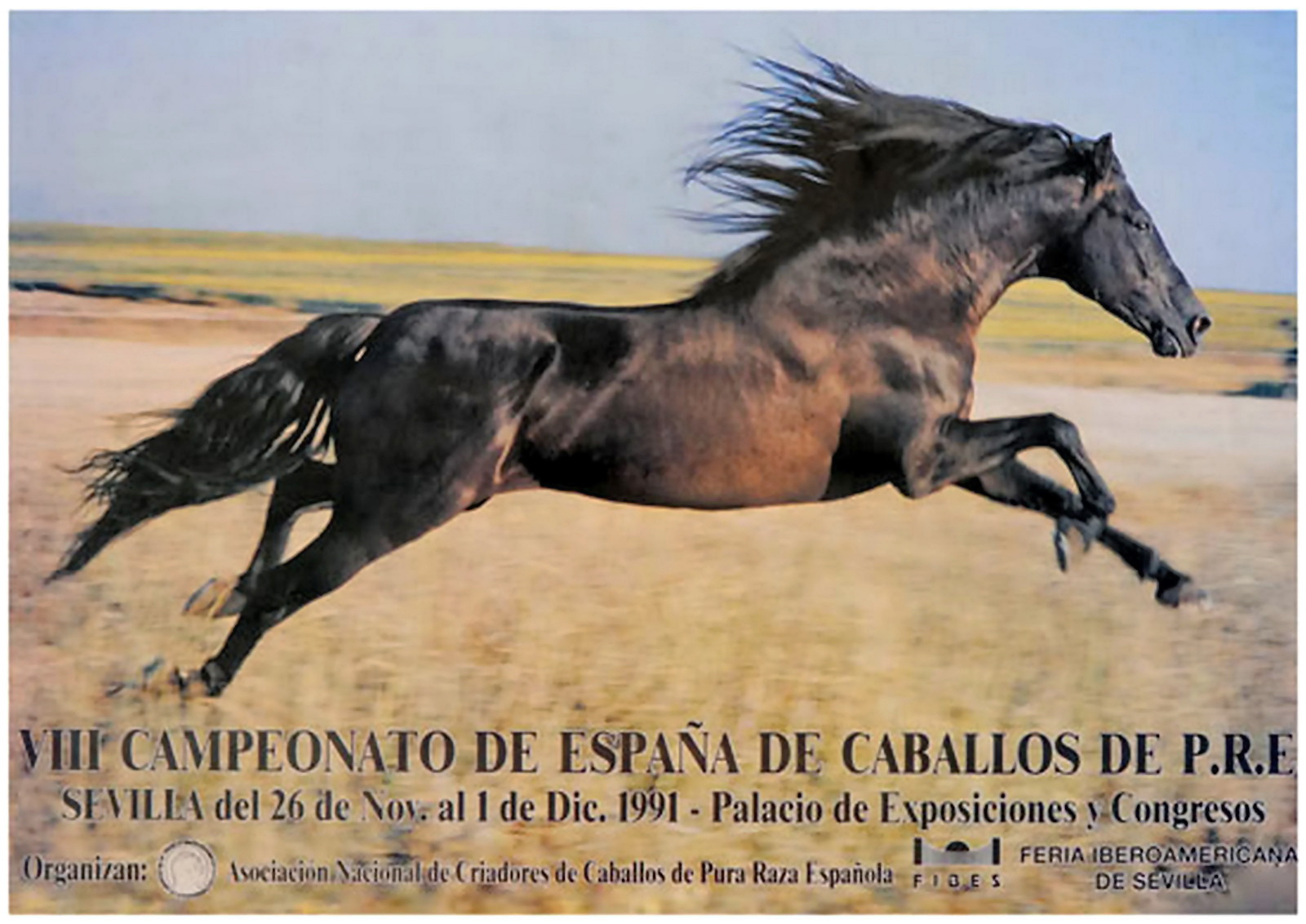 salon internacional del caballo sal 243 n internacional del caballo de pura raza espa 241 ola salon internacional del caballo sal 243 n internacional del caballo de pura raza espa 241 ola