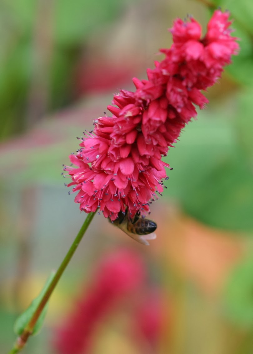 Victory Gardens for Bees: November Nectar: Red Bistort