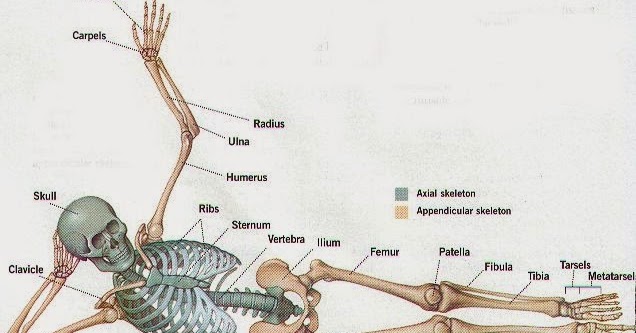 Environmental Health Student Blog: BASIC SKELETAL SYSTEM AND IT FUNCTION