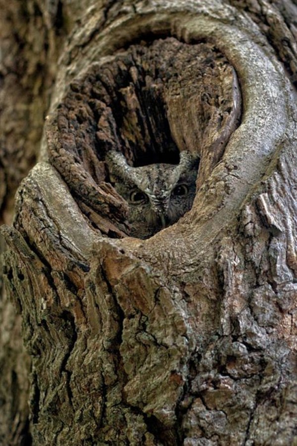 21 Amazing owl camouflage (21 pics) Amazing Creatures