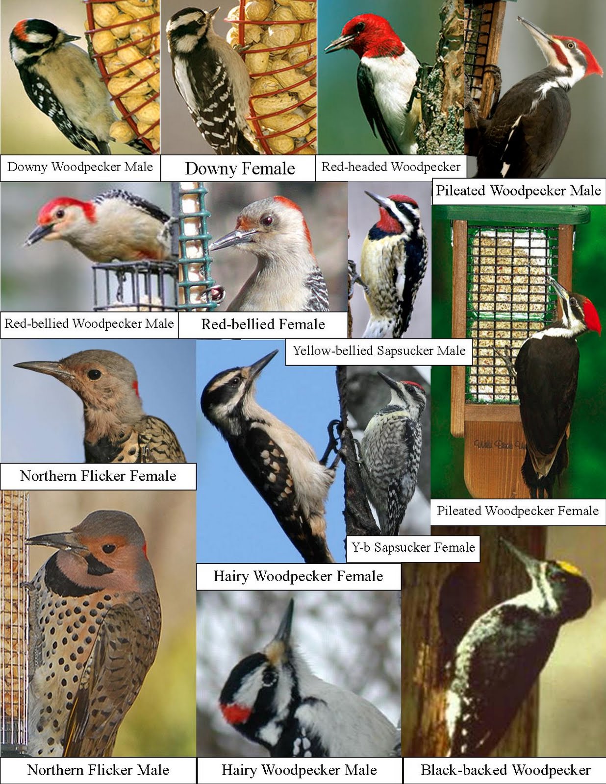 Red Backed Woodpecker