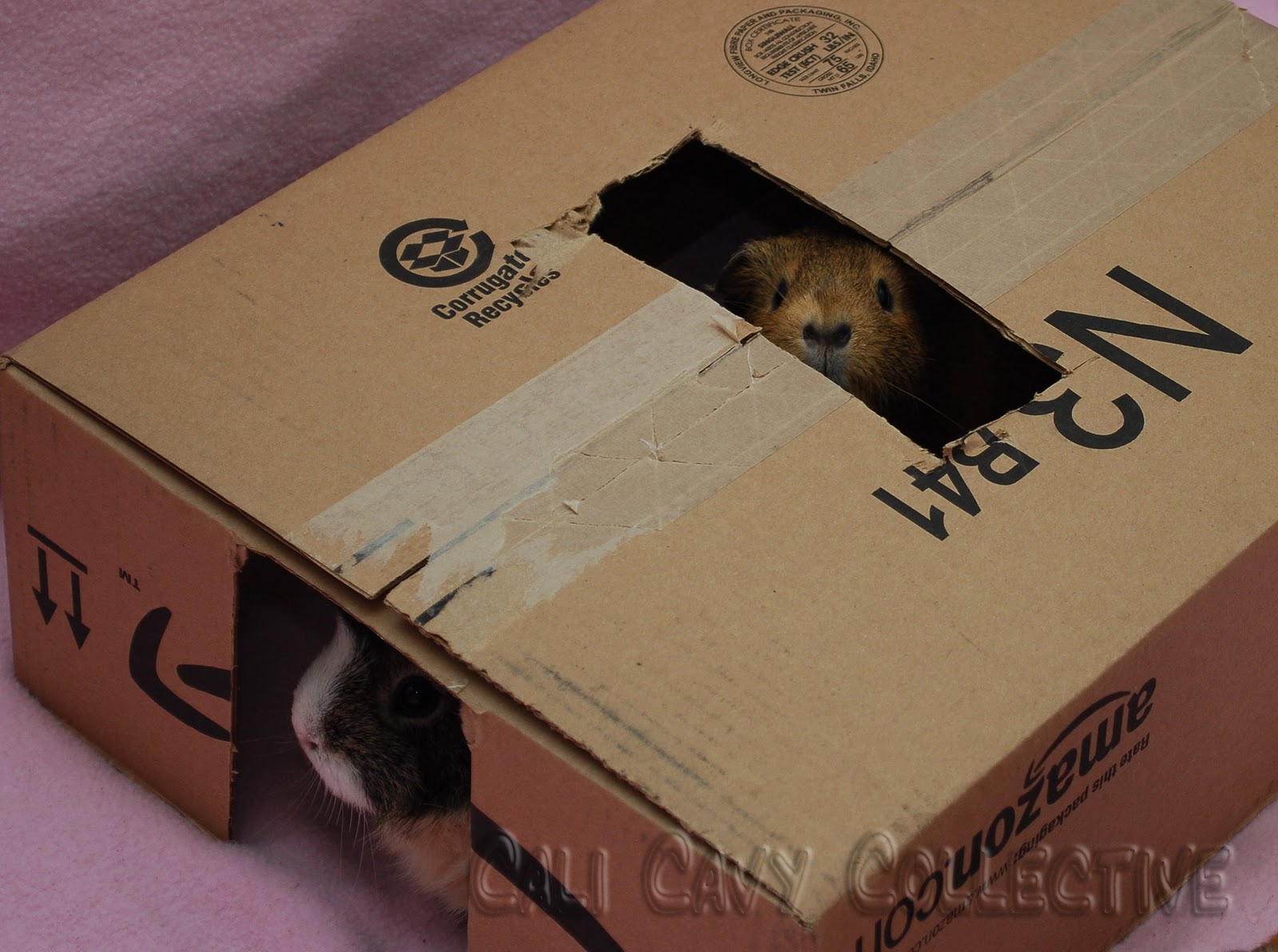 Cali Cavy Collective a blog about all things guinea pig DIY guinea