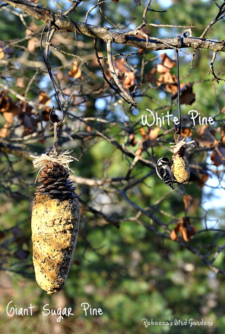 Rebecca's Bird Gardens Blog DIY Giant Sugar Pinecone Suet Feeder