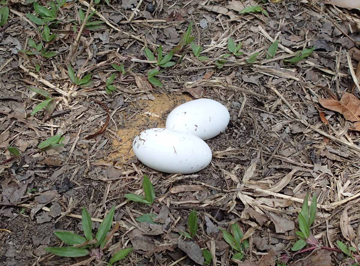Psychedelic Nature Sungei Buloh Wetland Reserve New knowledge!