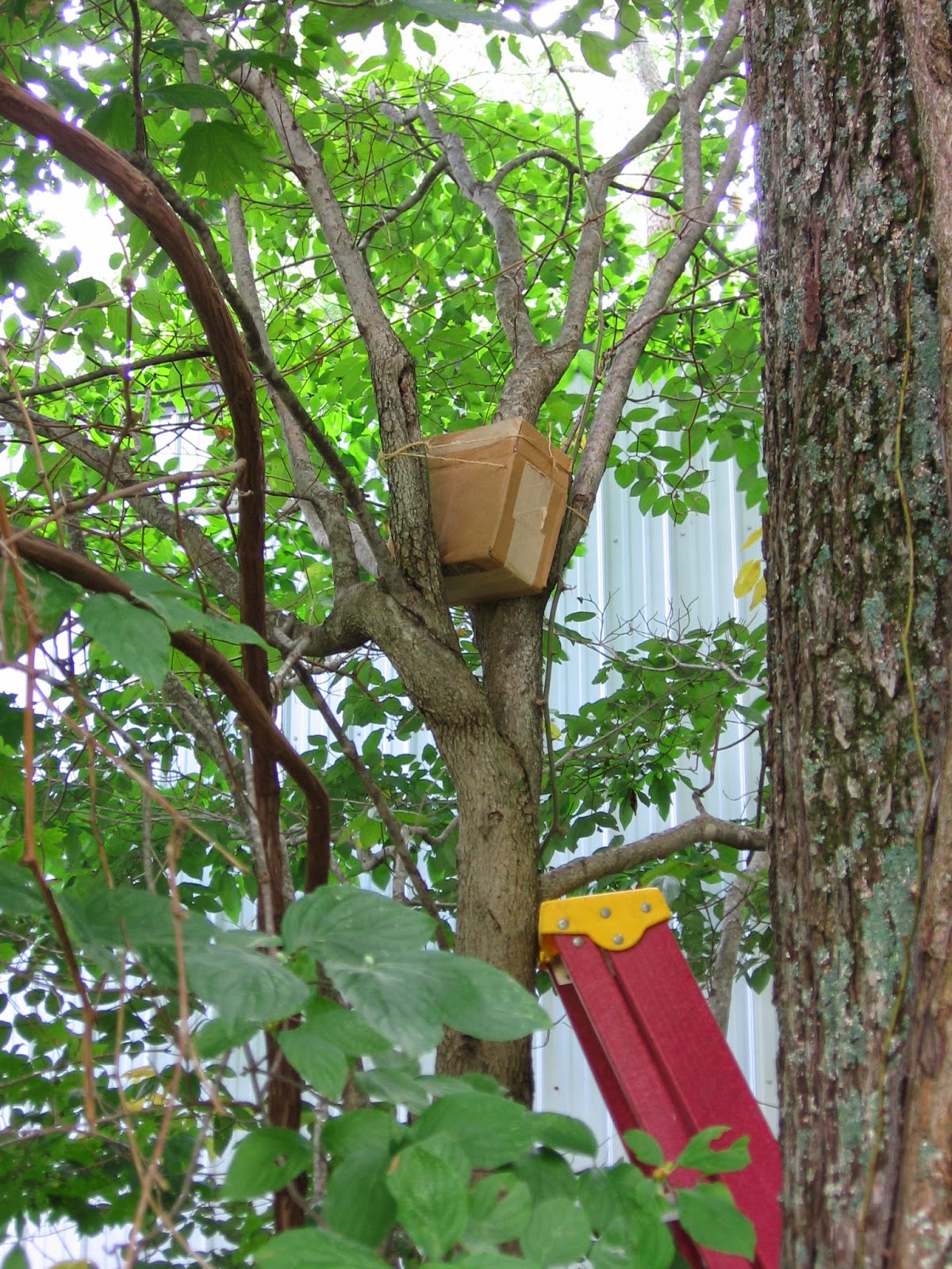 Mary Cummins Animal Advocates Wildlife Rehabilitation Los Angeles