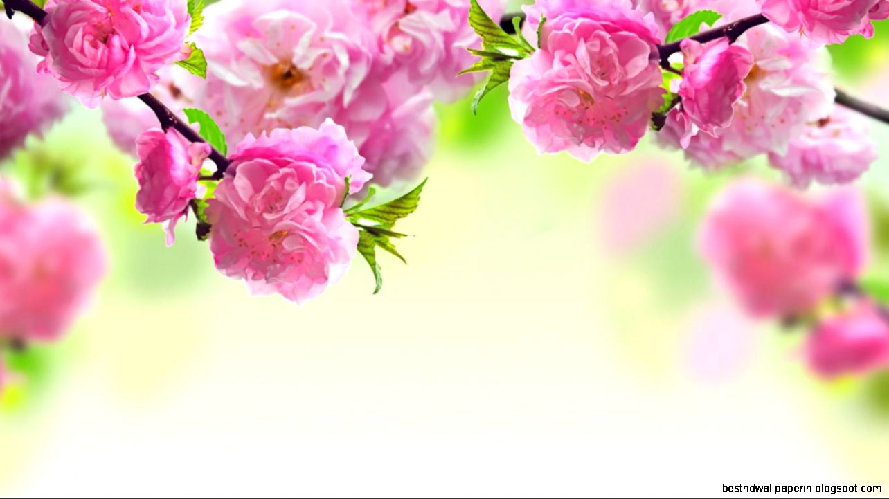 Spring Flowers Spring Flowers