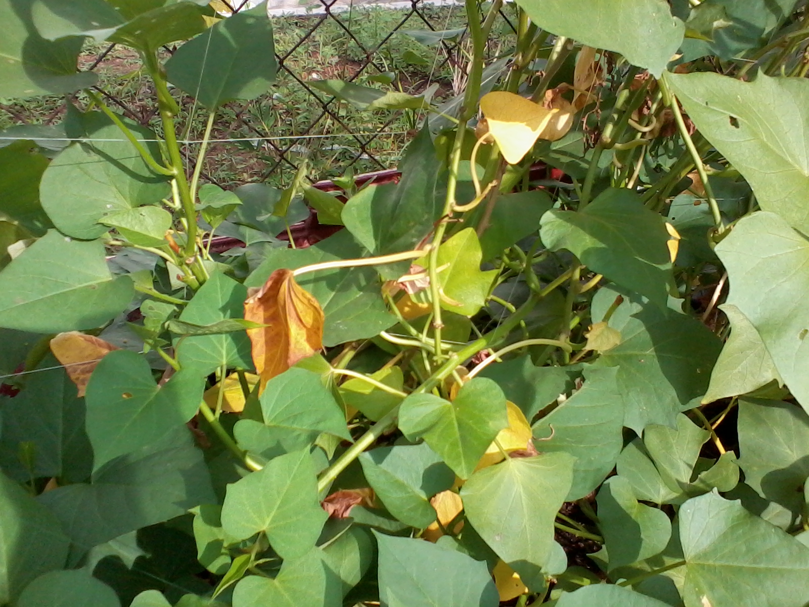 Journey Of My Garden Sweet Potato Leaves Turning Yellow Journey Of My Garden Sweet Potato Leaves Turning Yellow