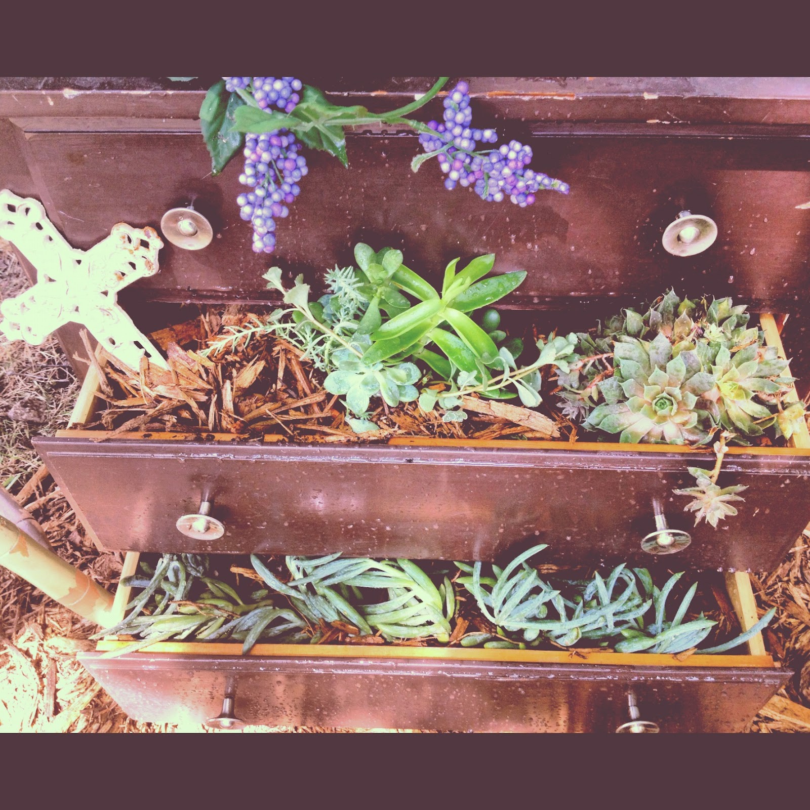 musings from mama Dresser Drawers turned Succulent Garden. DIY Gardening.