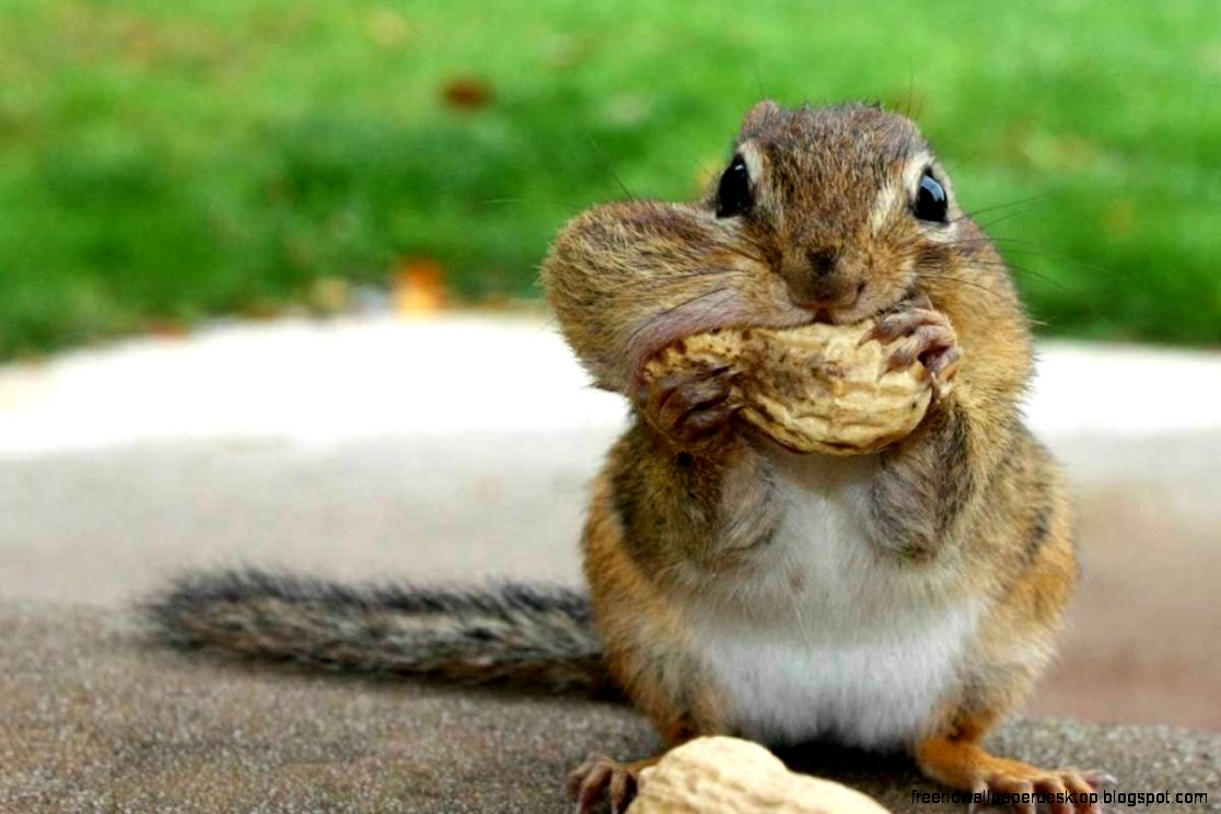 Funny Squirrel with Nuts Funny Squirrel with Nuts