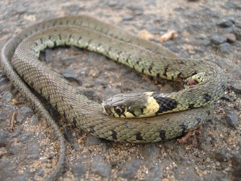 MERSEA WILDLIFE SAD END TO SNAKE